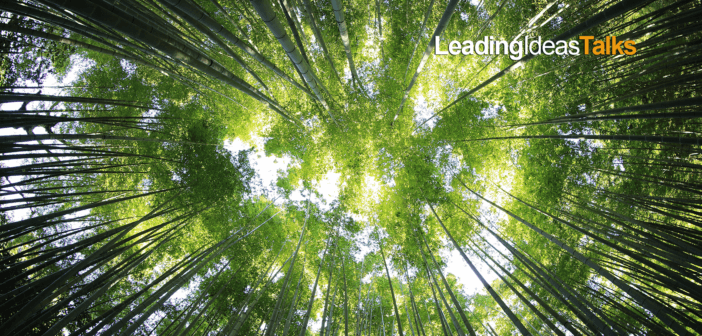 Looking skyward through the trees in a dense, green forest