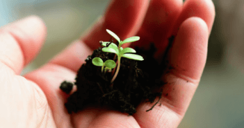 Cupped hand holding a sapling in soil