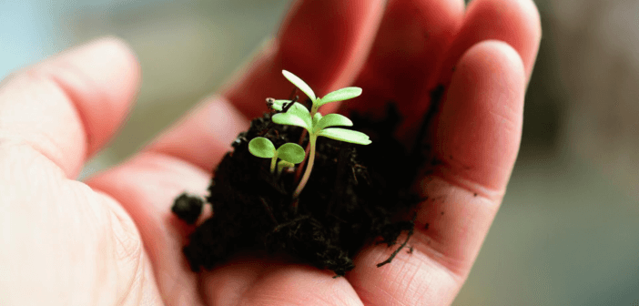 Cupped hand holding a sapling in soil