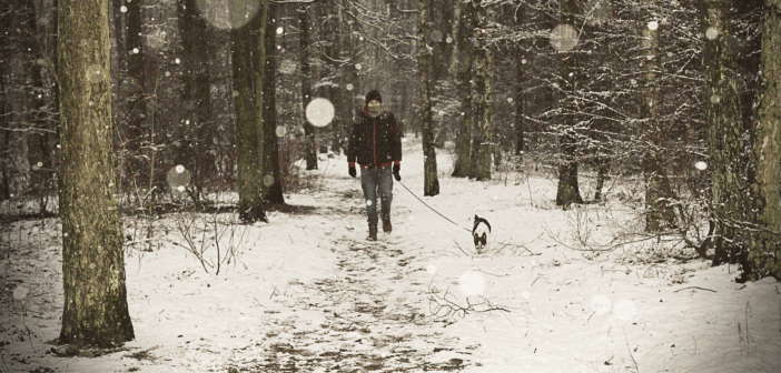 A person walking a dog on a path in a snowy forest