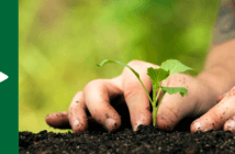 A person planting a seedling
