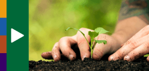 A person planting a seedling