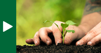 A person planting a seedling