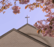 A cross atop a church as seen through cherry blossom limbs