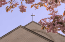 A cross atop a church as seen through cherry blossom limbs