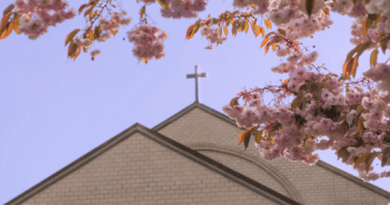 A cross atop a church as seen through cherry blossom limbs