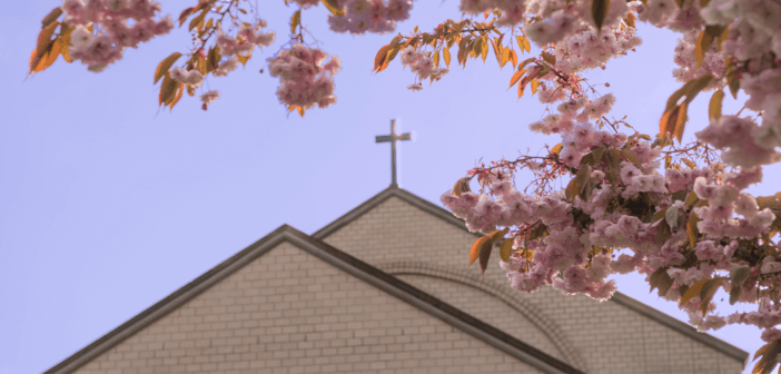 A cross atop a church as seen through cherry blossom limbs