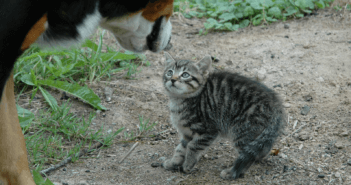 A tiny kitten looking up at a big dog