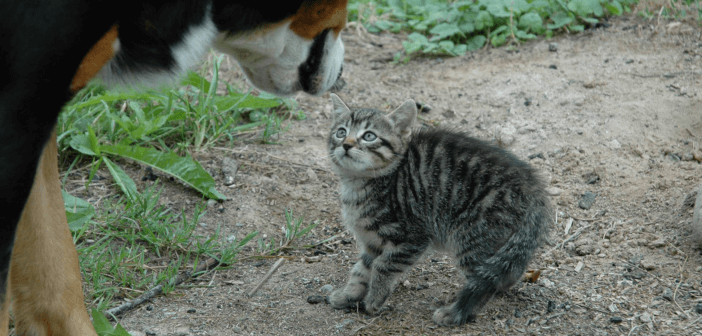 A tiny kitten looking up at a big dog