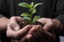 Person holding soil and a seedling in their cupped hands