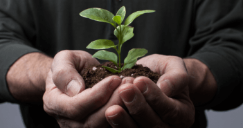 Person holding soil and a seedling in their cupped hands