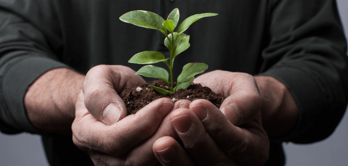 Person holding soil and a seedling in their cupped hands