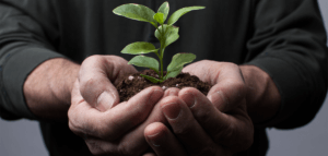 Person holding soil and a seedling in their cupped hands