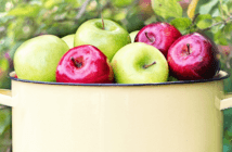 Bucket full of apples