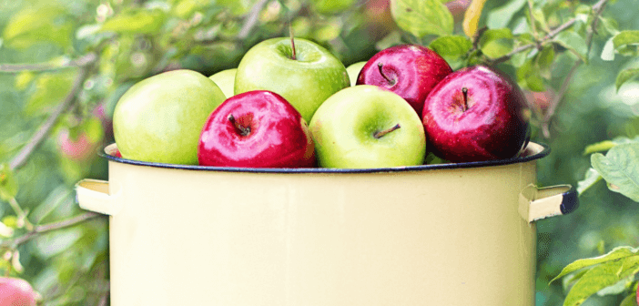 Bucket full of apples