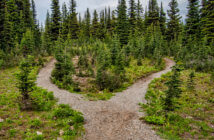 Path through the woods that splits in two