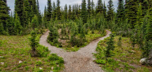 Path through the woods that splits in two