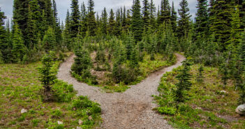 Path through the woods that splits in two