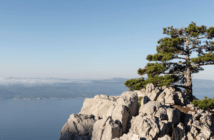 Mature pine tree growing among rocks on a mountain