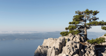 Mature pine tree growing among rocks on a mountain