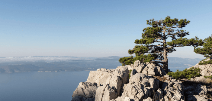 Mature pine tree growing among rocks on a mountain