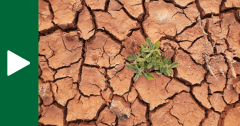 A small plant growing in dry, cracked ground.