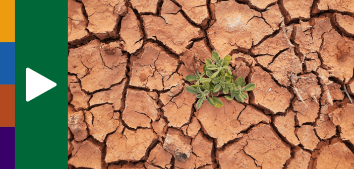 A small plant growing in dry, cracked ground.