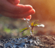 Carefully watering a seedling by hand