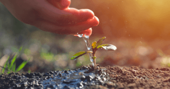 Carefully watering a seedling by hand