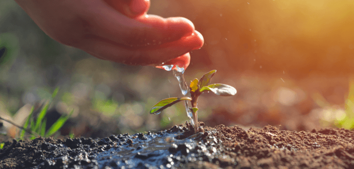 Carefully watering a seedling by hand
